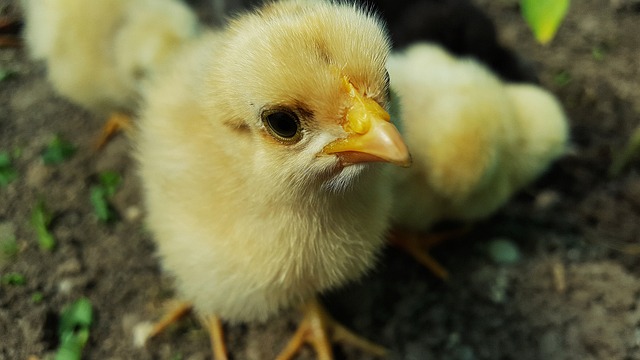 pollos pequeños