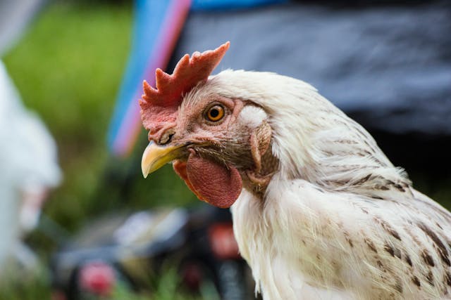 bebederos pollos